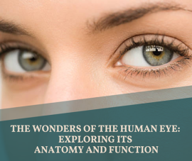 what are the makings of the human eye